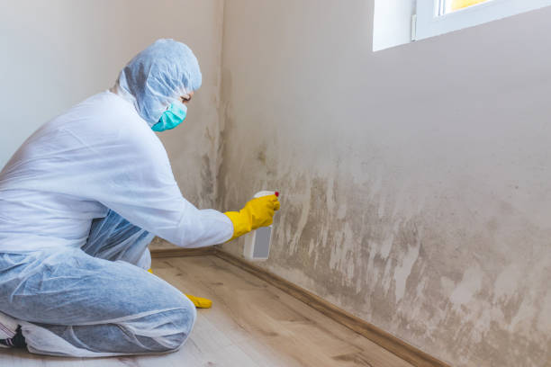 Licensed Black Mold Remediation service in Milton, GA - 24 Hour Mold Removal